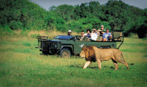 Irina Africa safaris lion with safari vehicle
